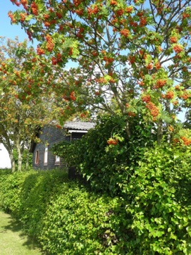 STIHUSVEJ 9, KROGEN - LYSTRUP STRAND, sommer 2009.jpg